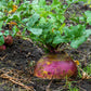 rutabaga american purple top