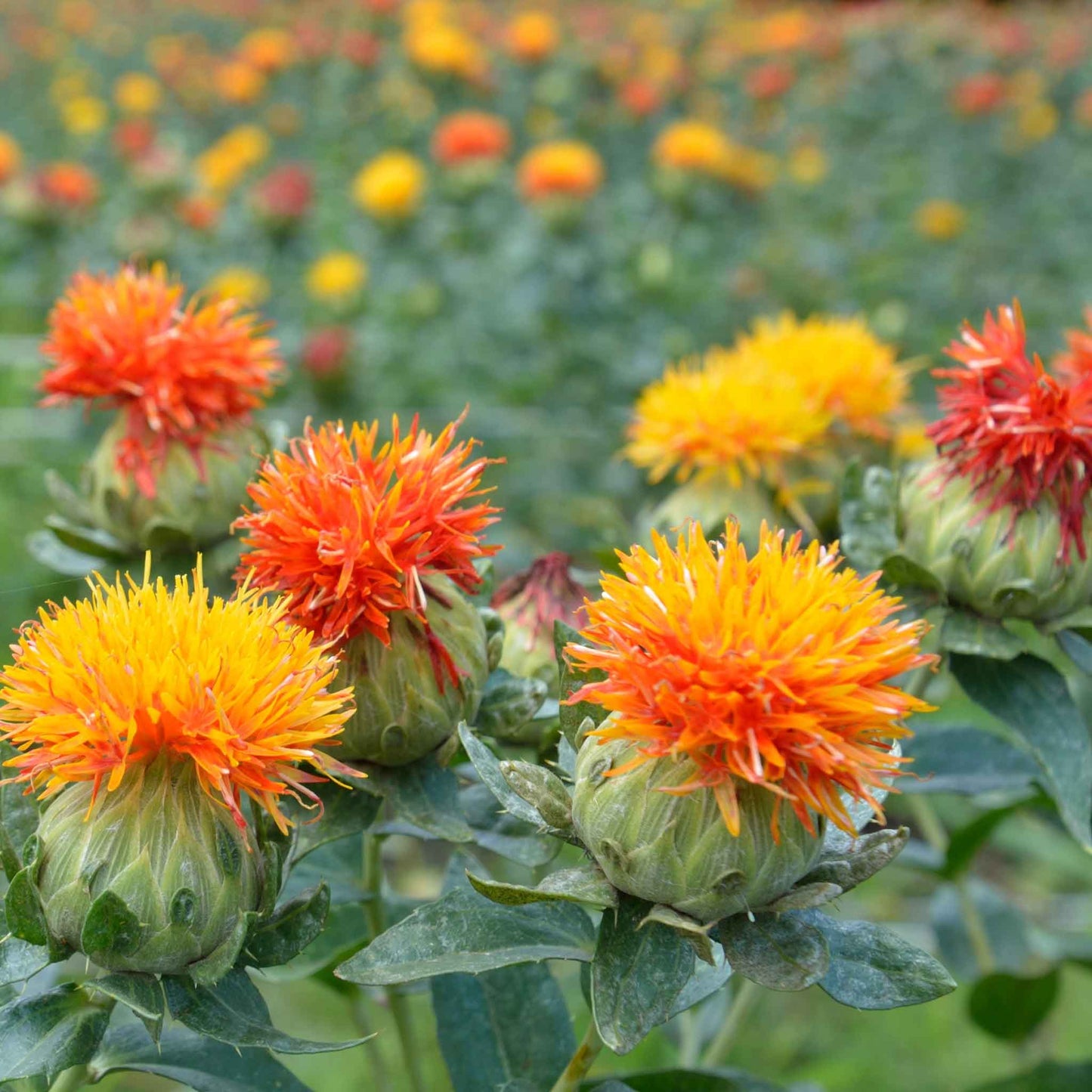 safflower corrales azafran