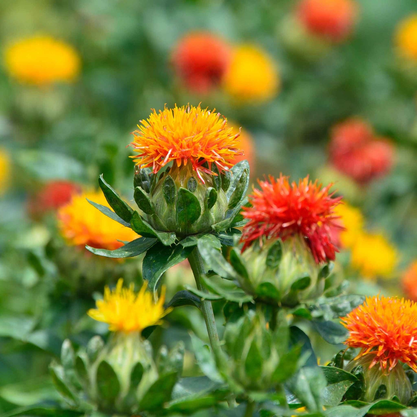 safflower corrales azafran