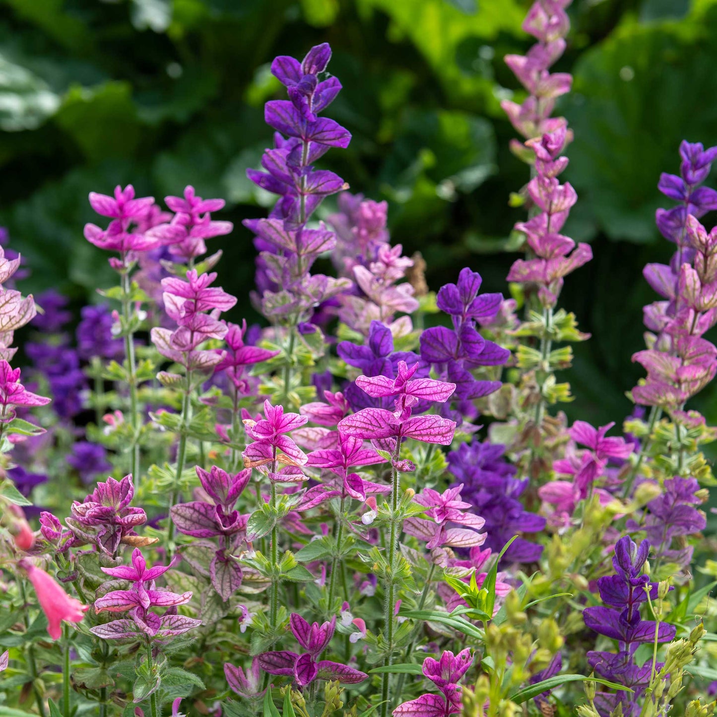 sage clary tricolor mix