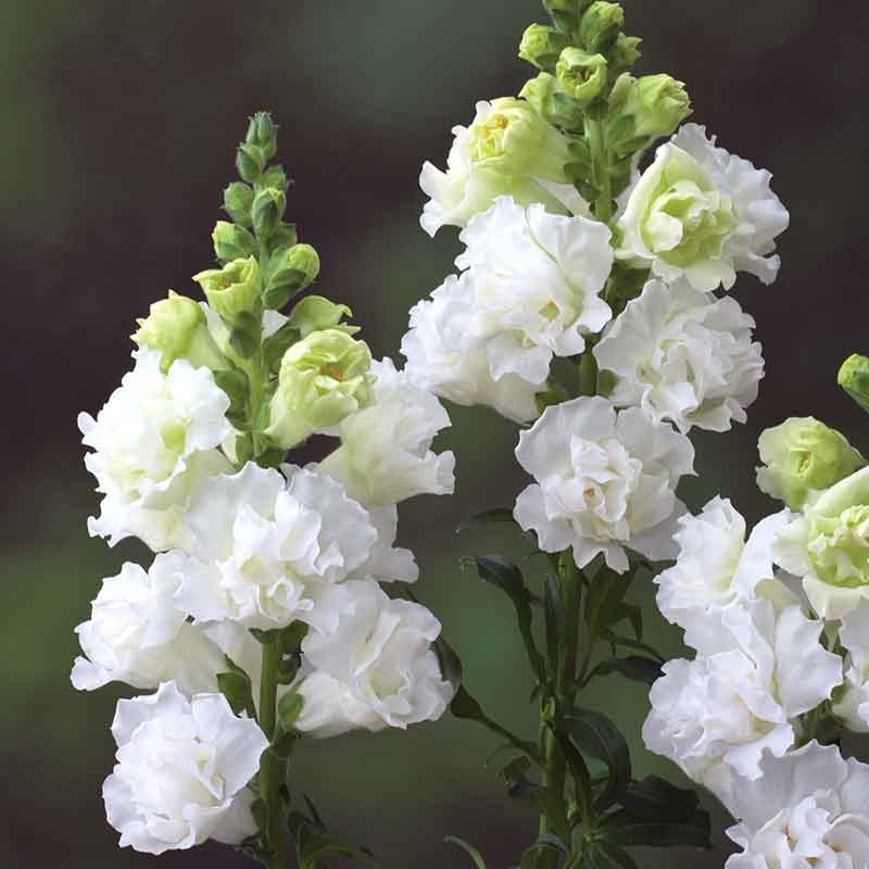 snapdragon legend double white