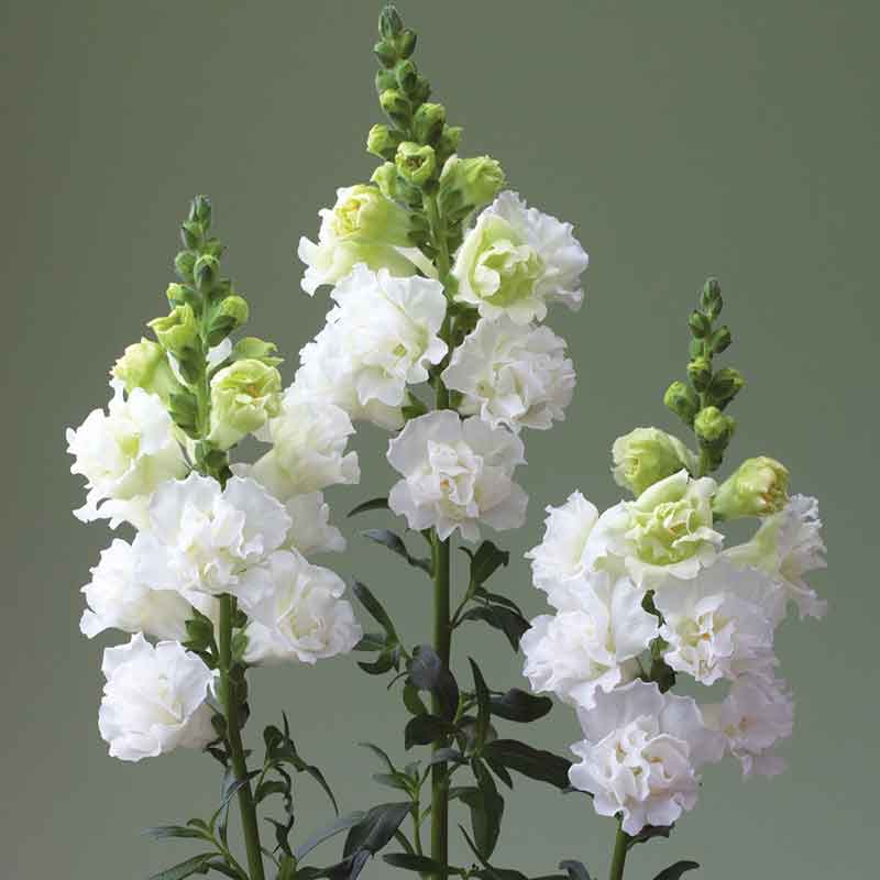 snapdragon legend double white