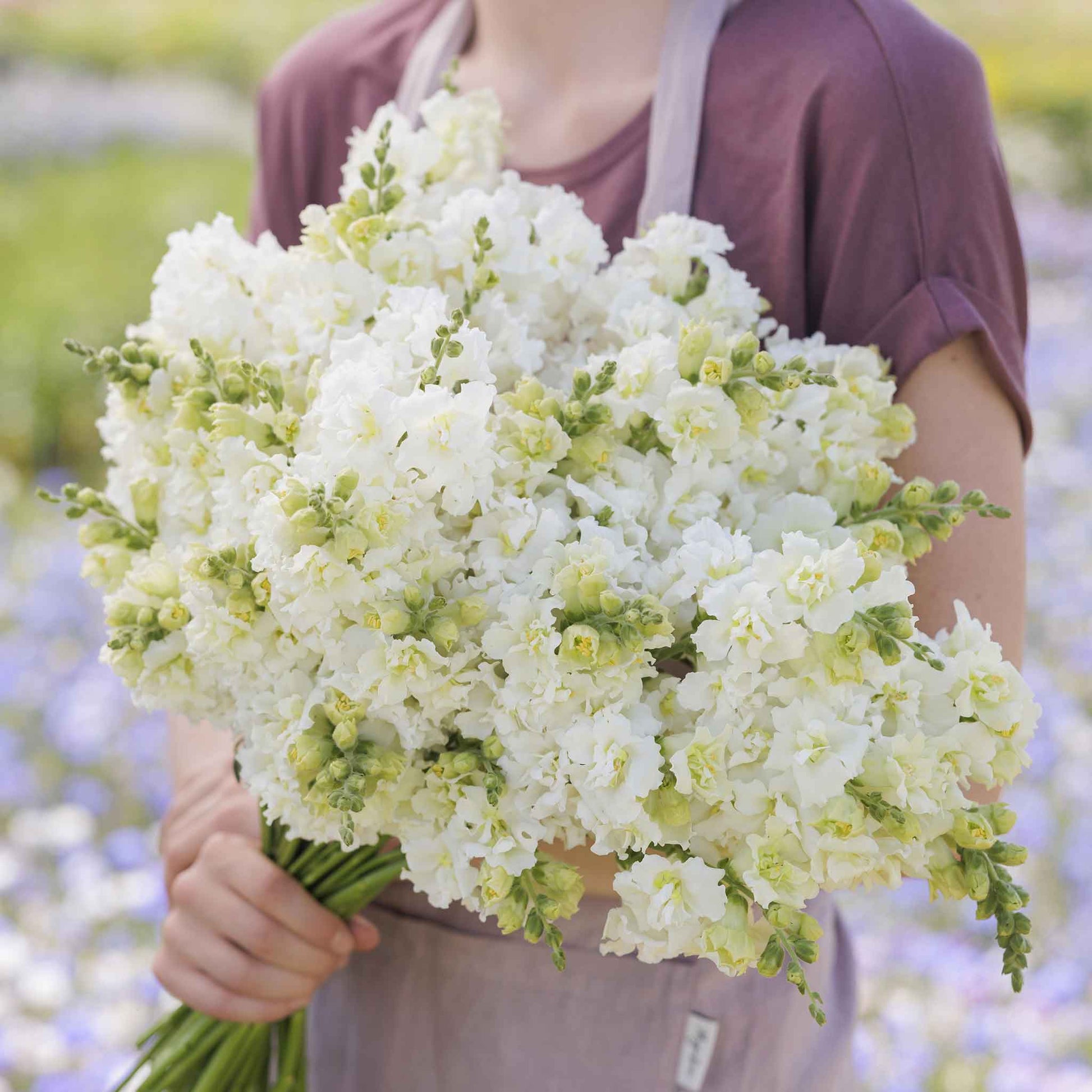 snapdragon madame butterfly ivory