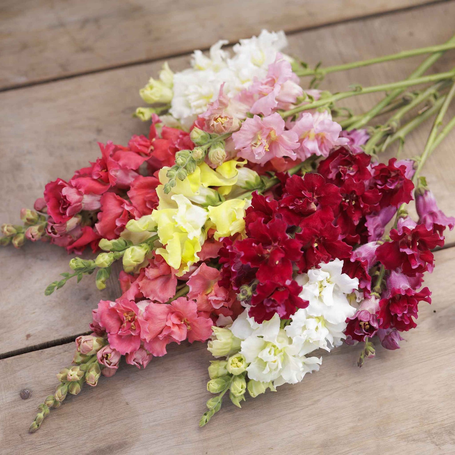 snapdragon madame butterfly mix