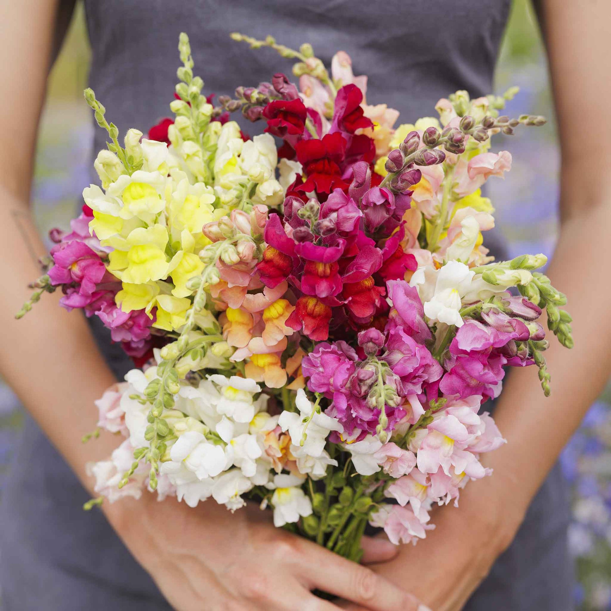 snapdragon rainbow mix