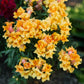 snapdragon twinny yellow shades