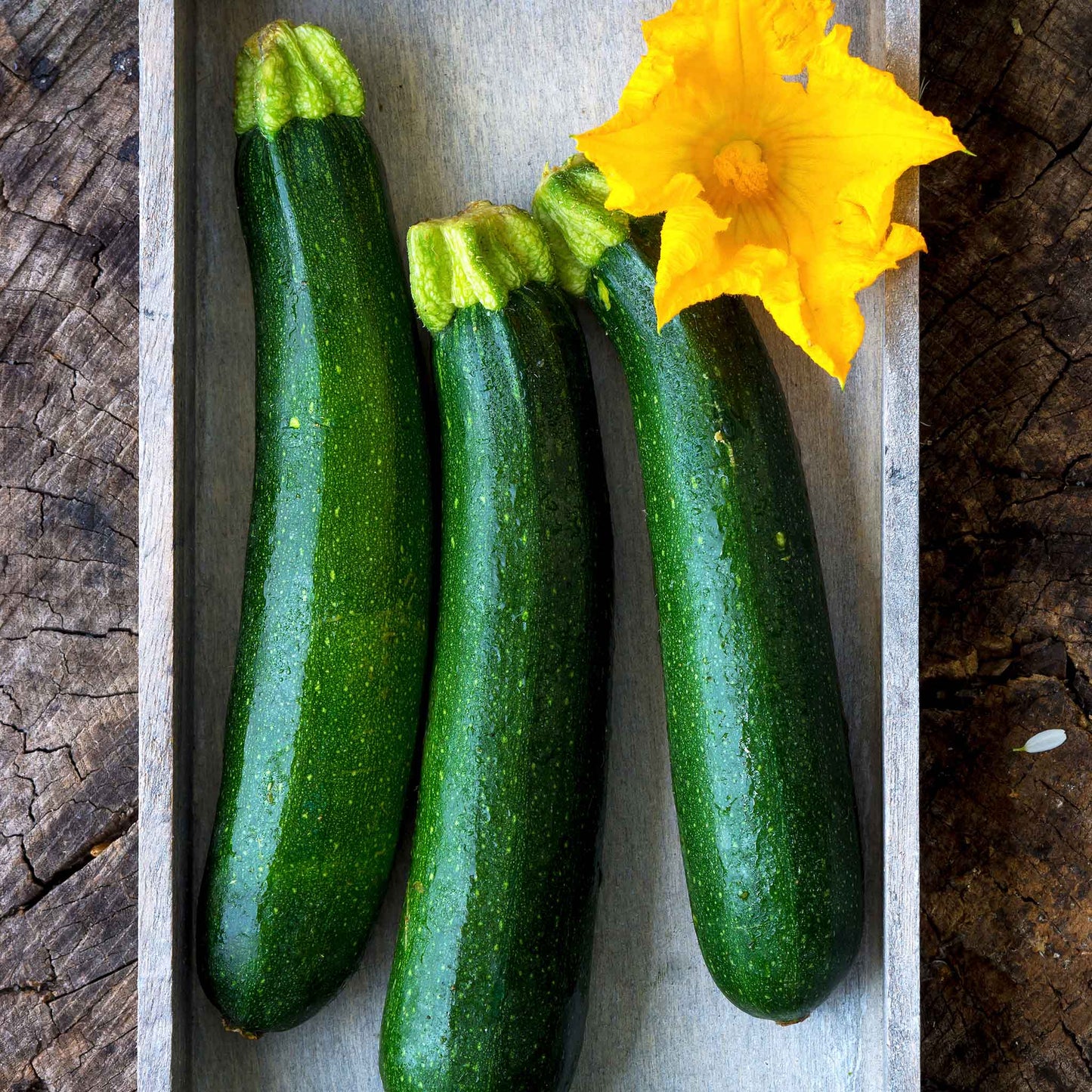 squash fordhook zucchini