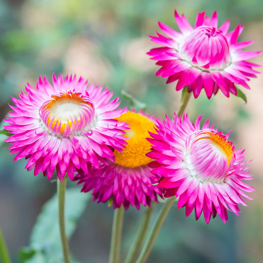 strawflower bright pink