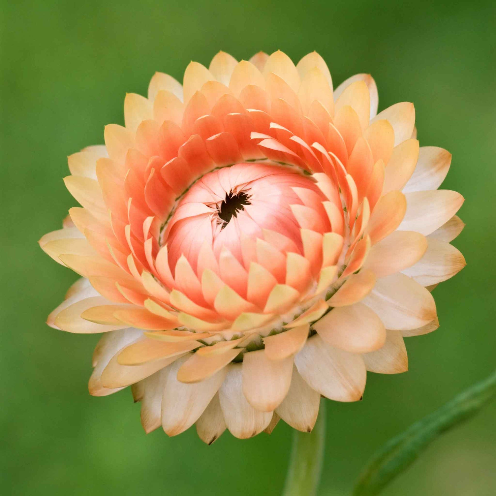 strawflower king salmon