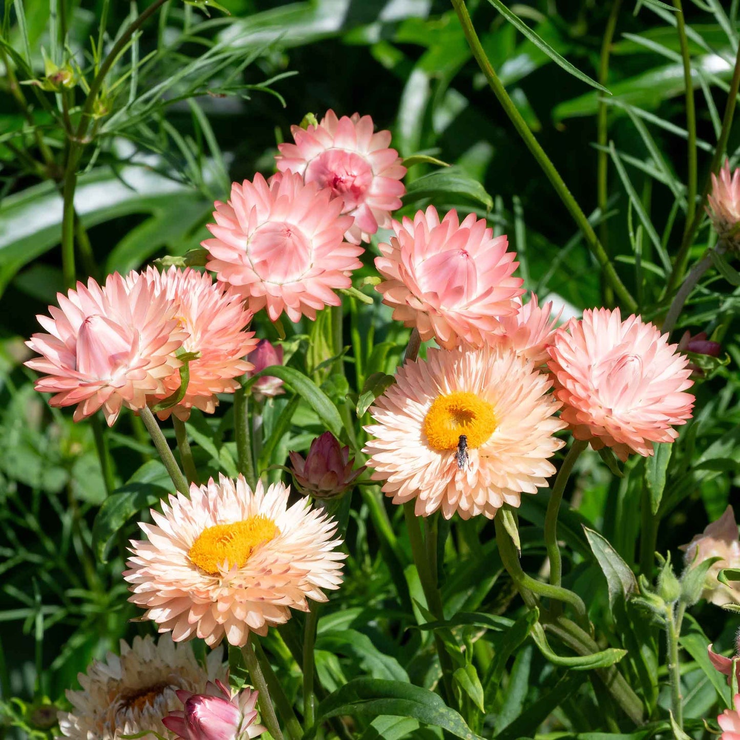 strawflower king salmon