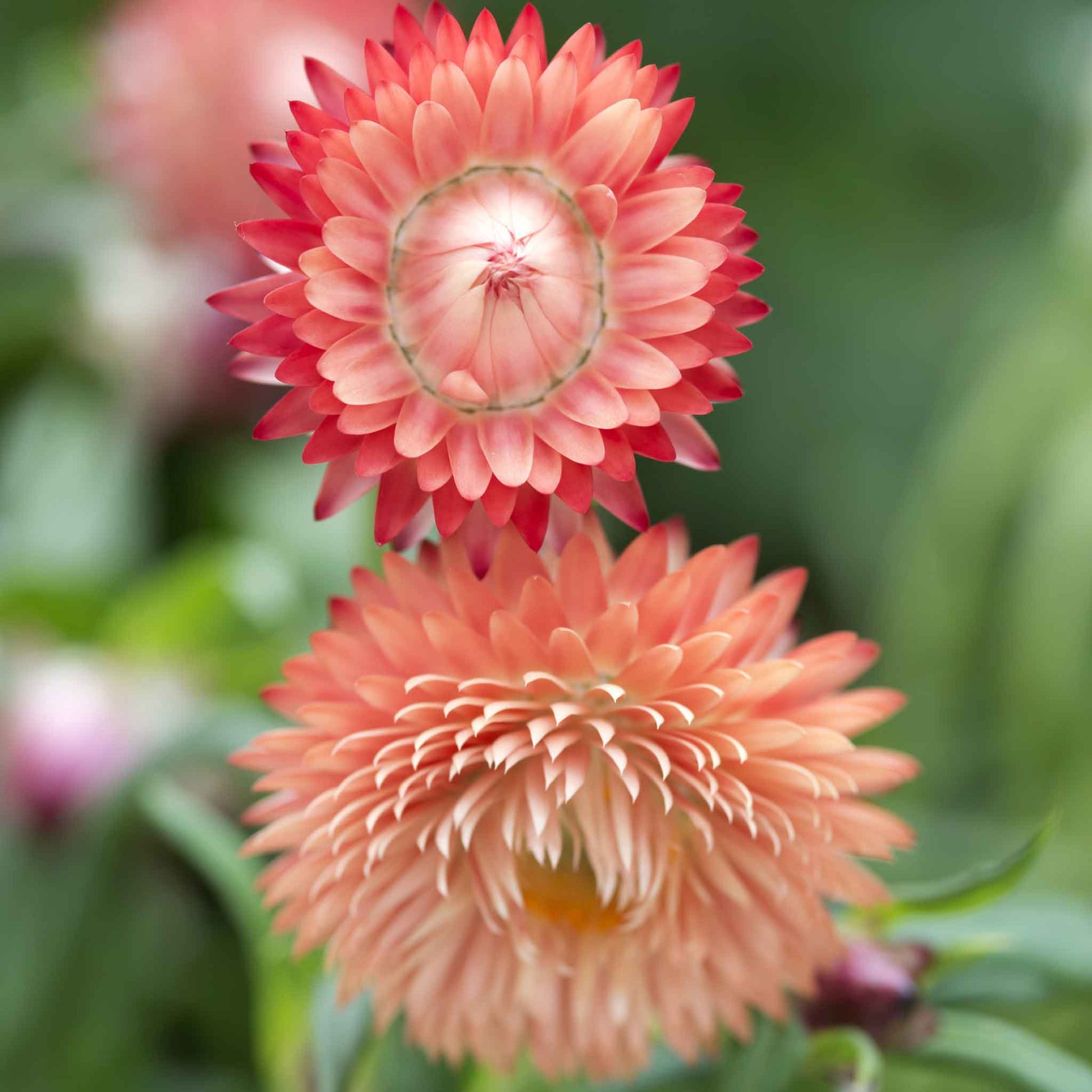 strawflower king salmon