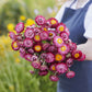 strawflower purple red