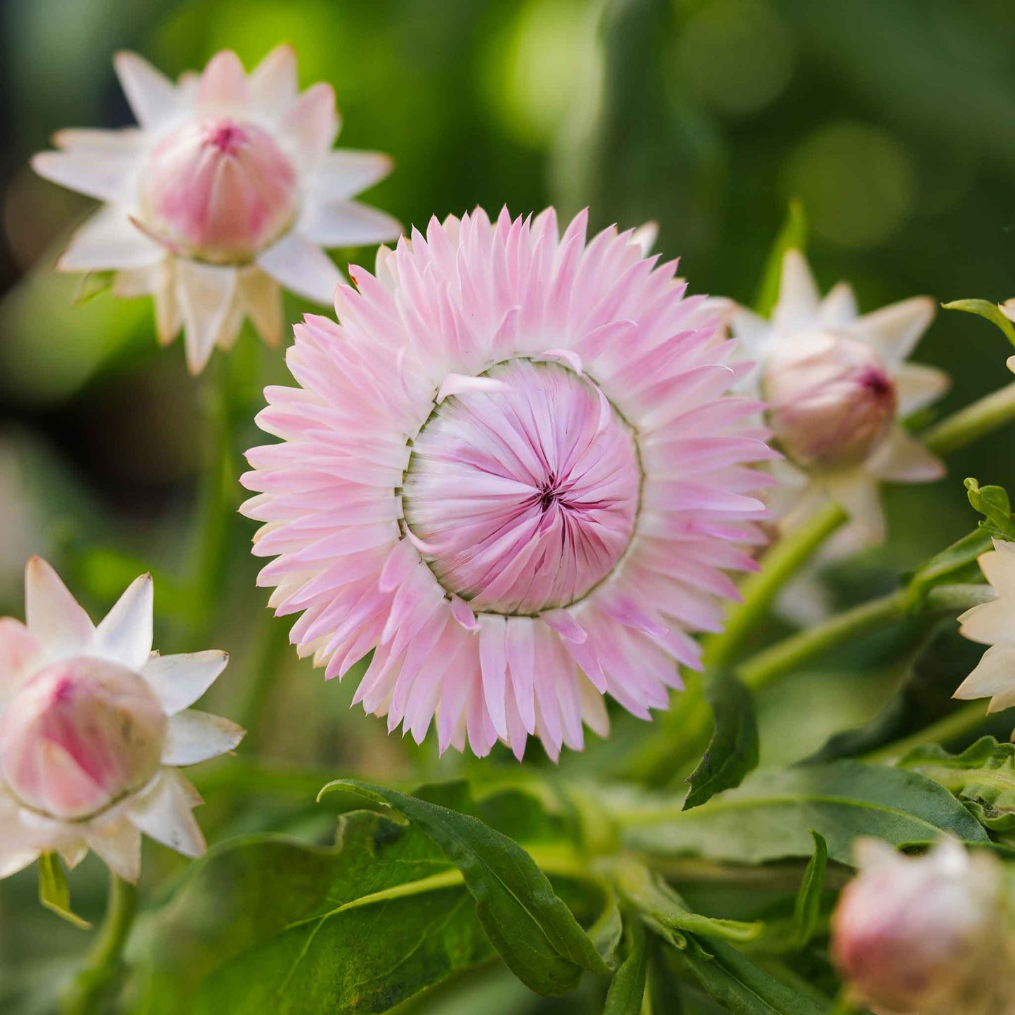 strawflower silvery rose