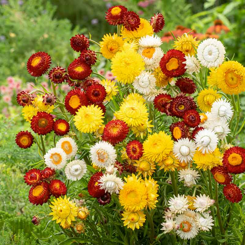 strawflower sunny mix | copyright: Floramedia UK Ltd