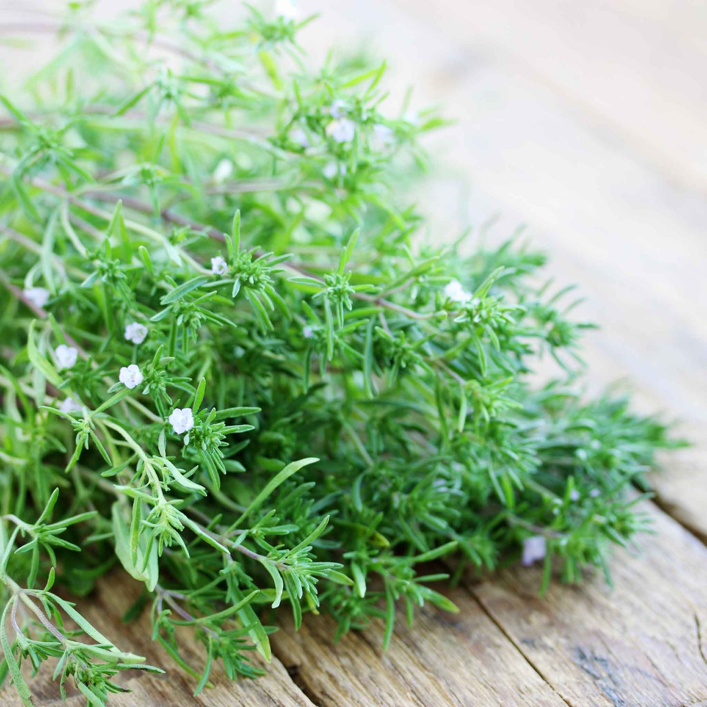 summer savory