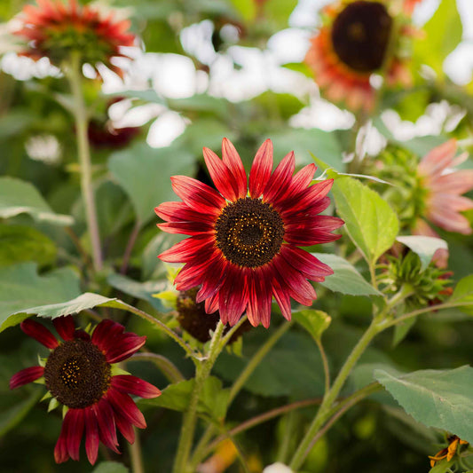 sunflower chocolate