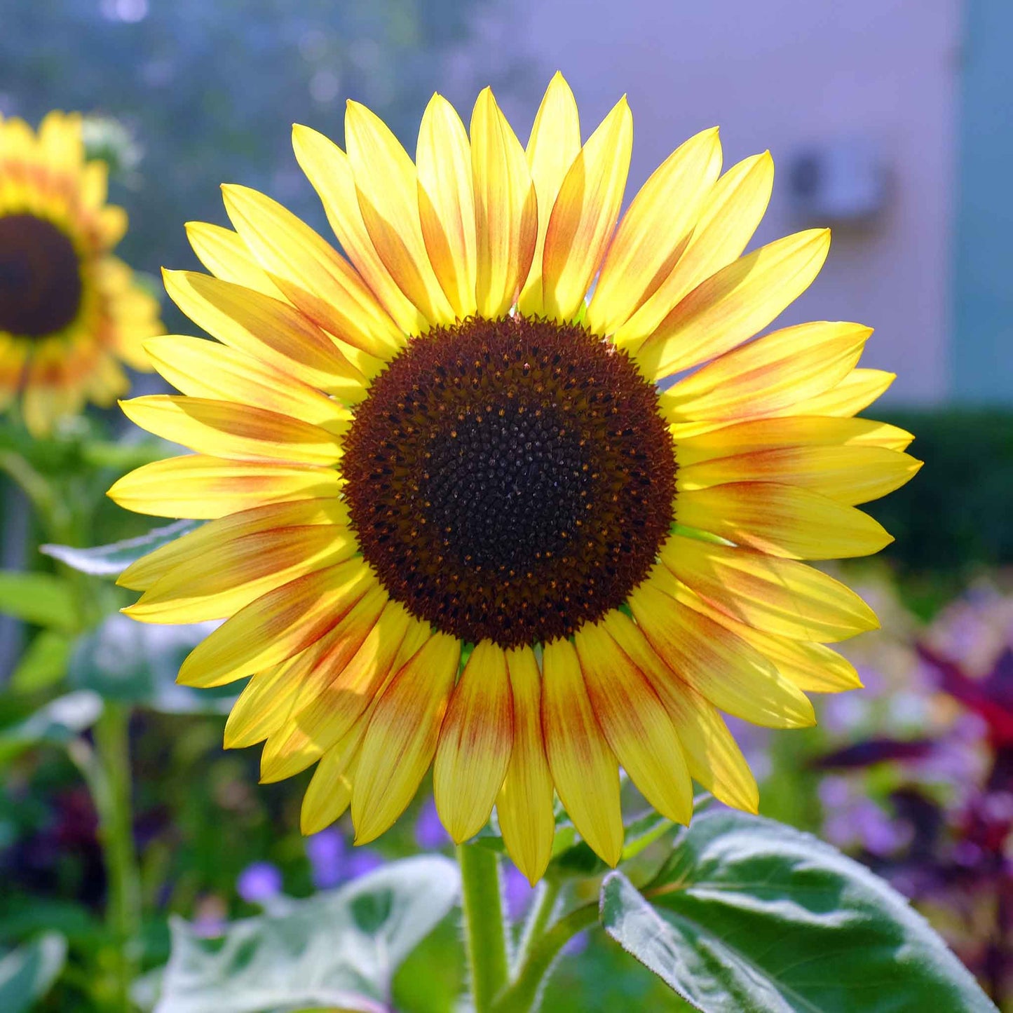 sunflower evening colors