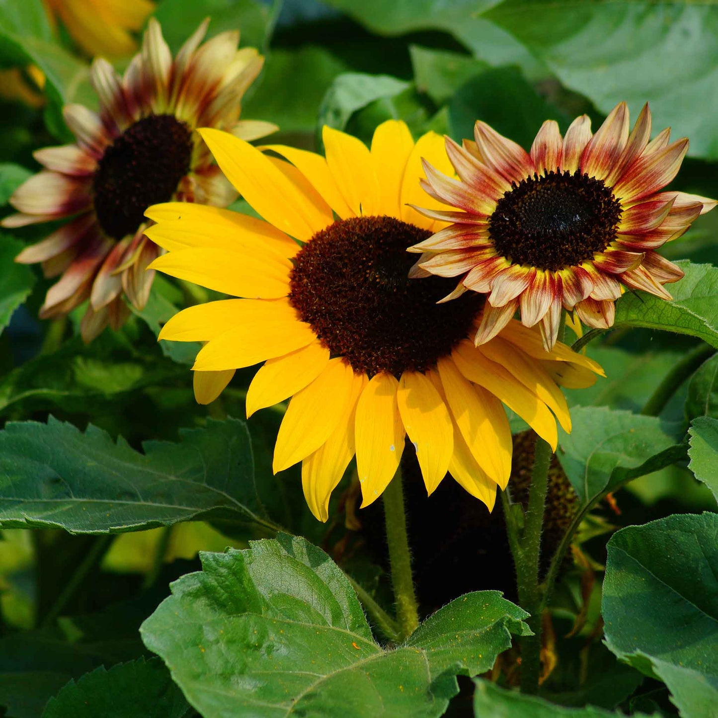 sunflower evening colors