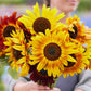 sunflower evening sun