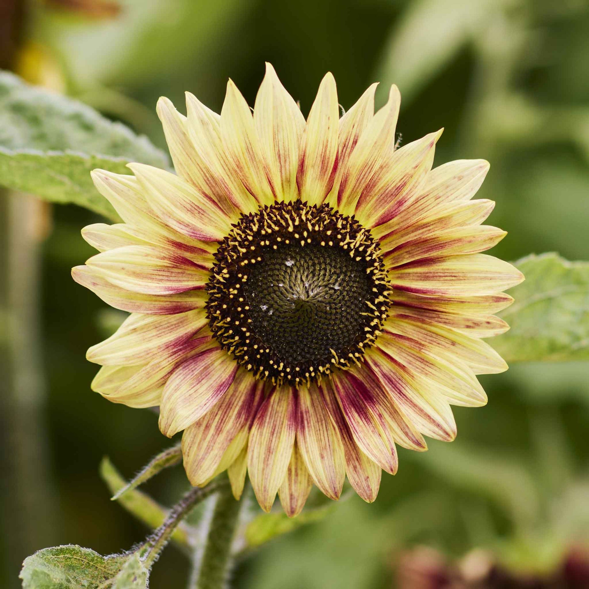 sunflower floren