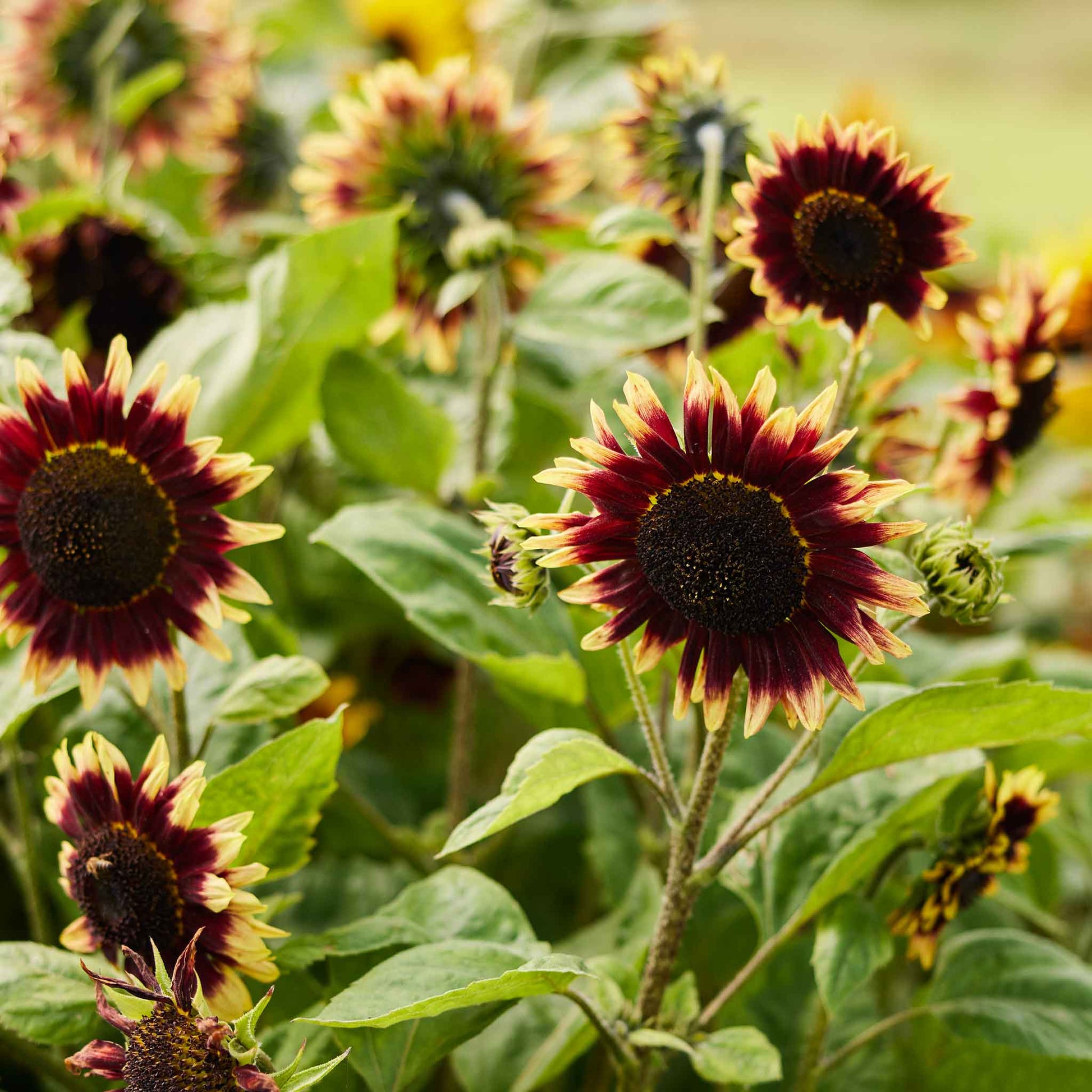 sunflower floren