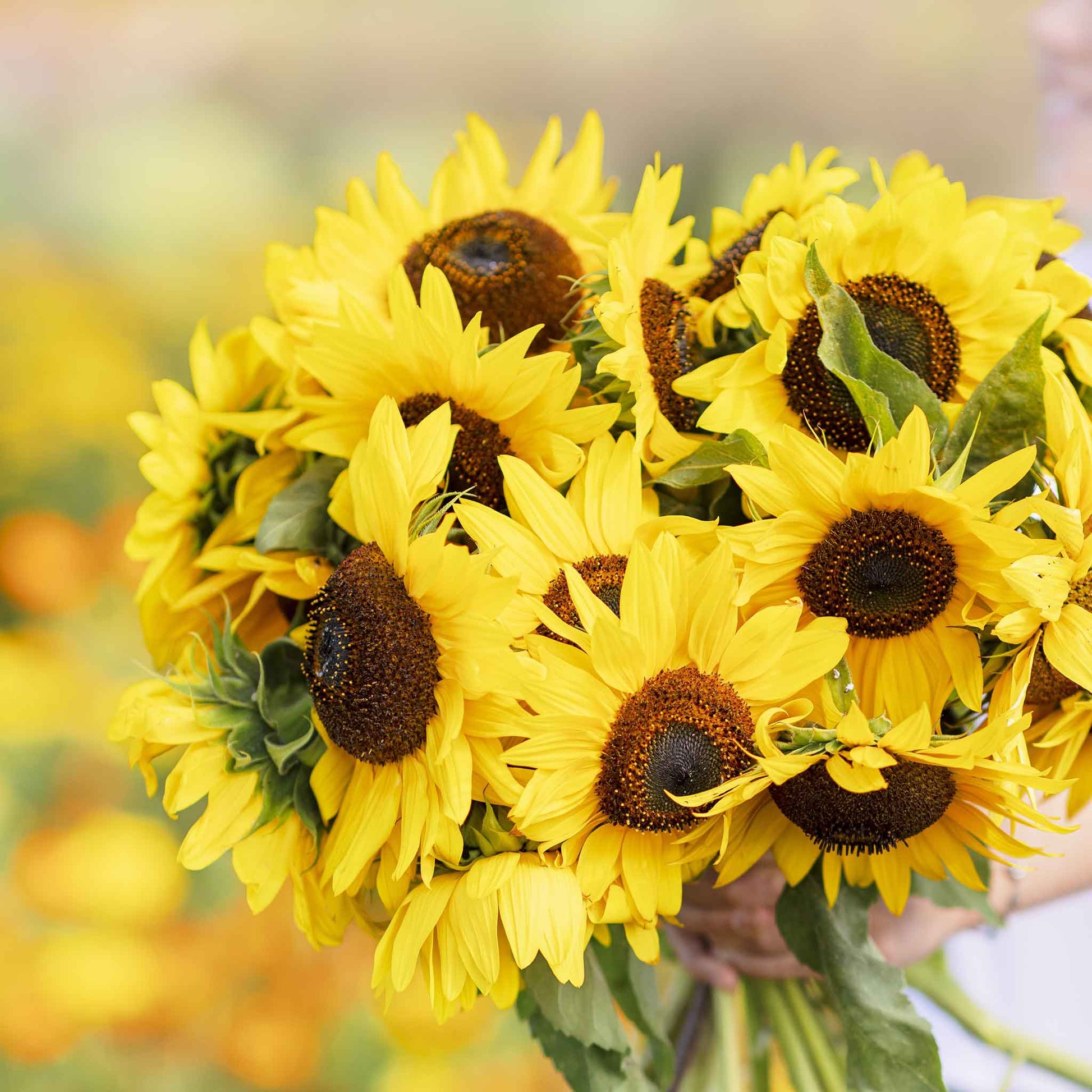 sunflower henry wilde