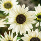 sunflower italian white