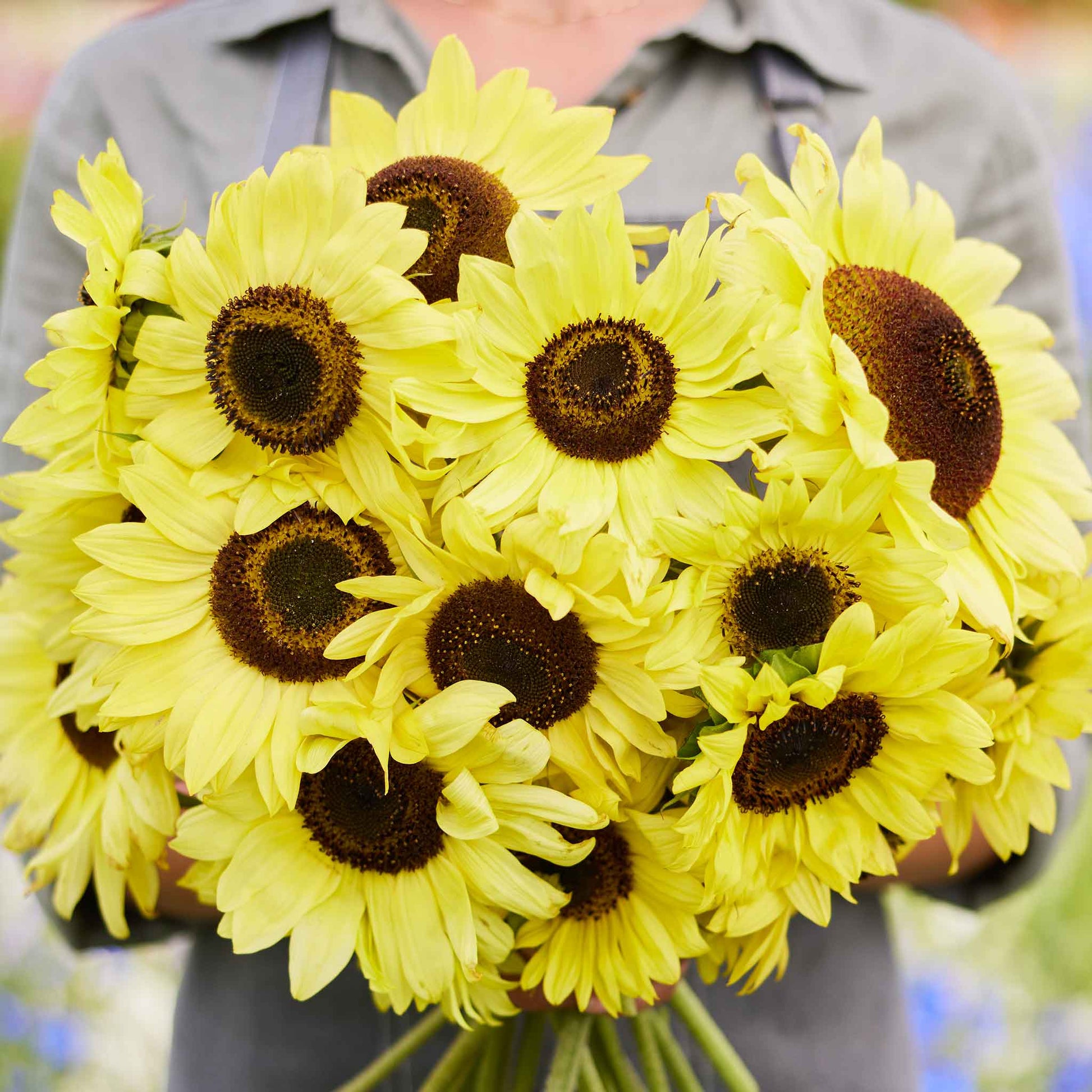 sunflower moonshine