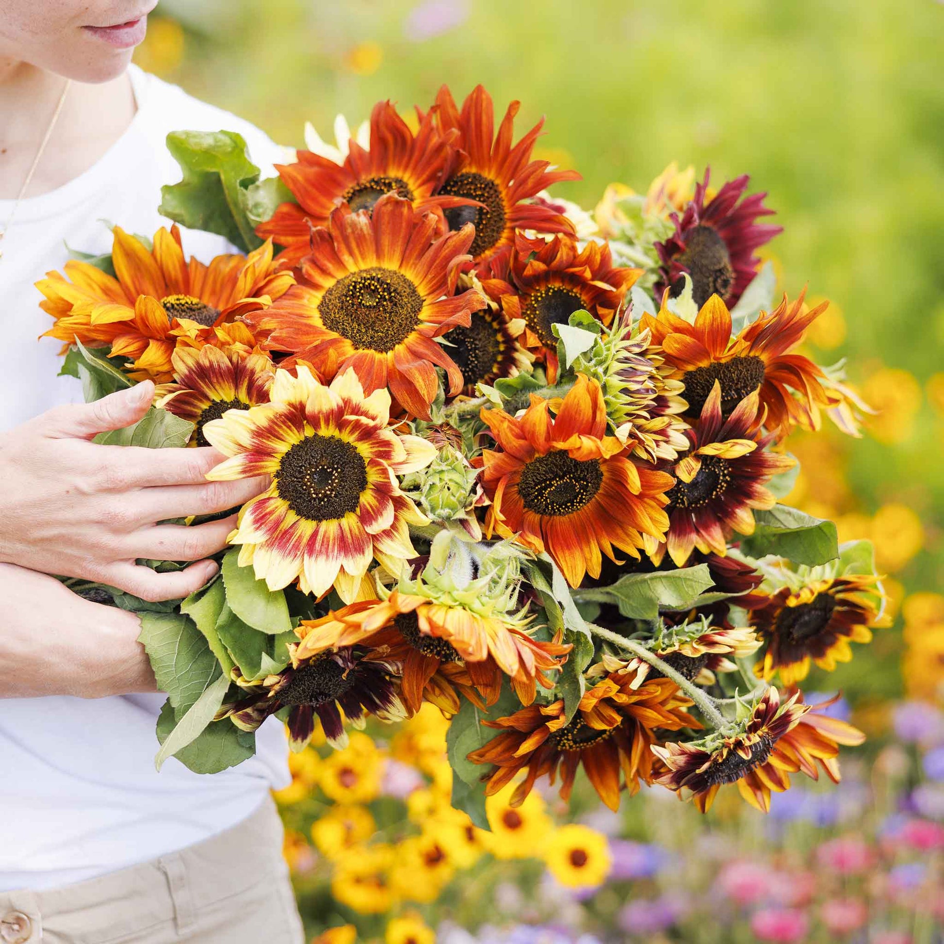 sunflower organic autumn beauty