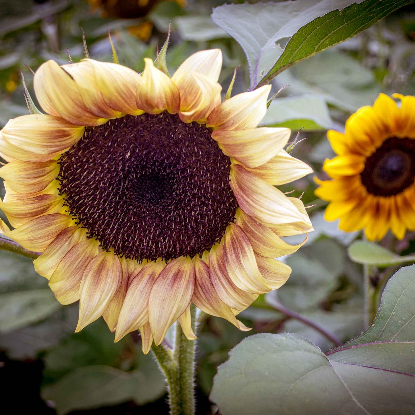 sunflower organic autumn beauty