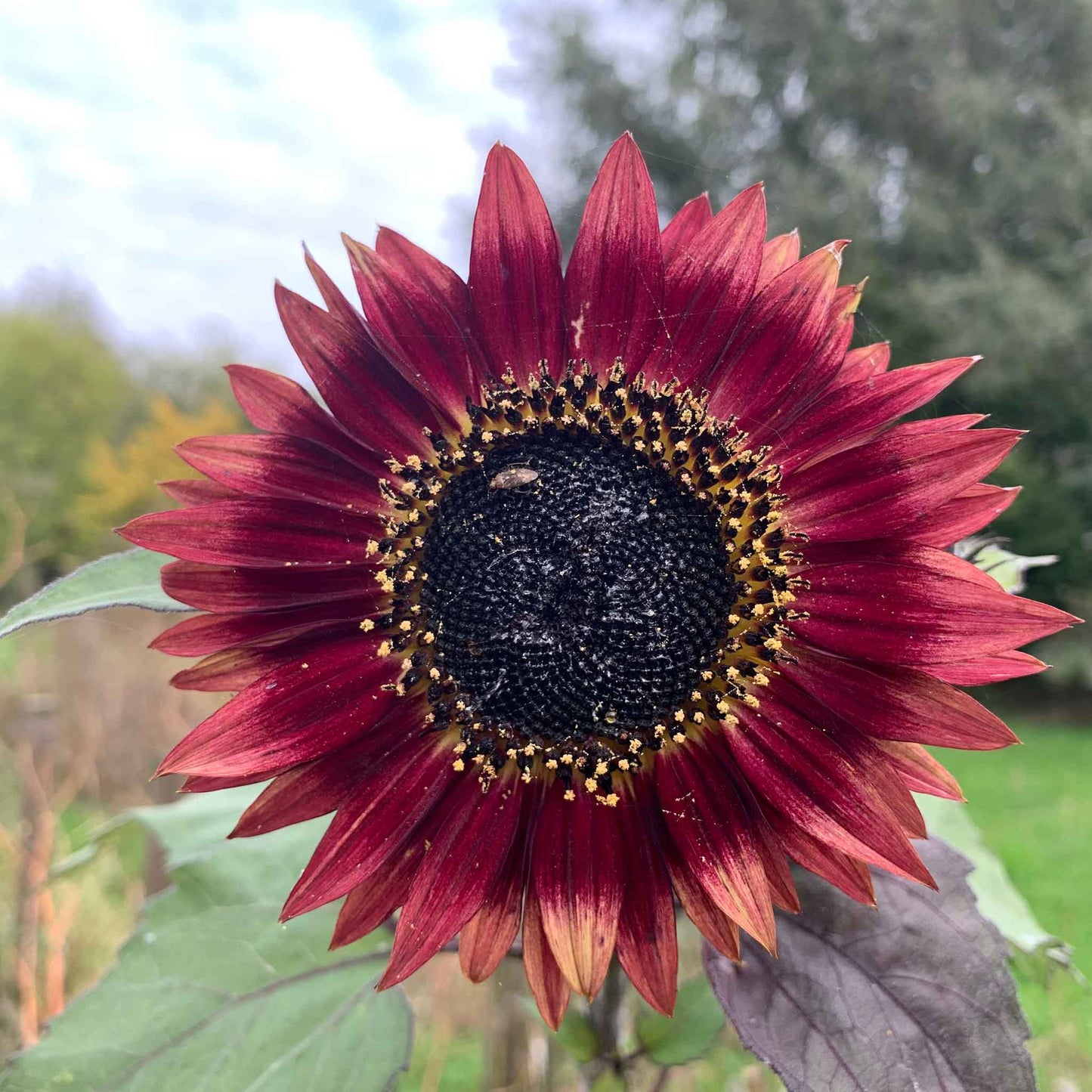 sunflower organic autumn beauty