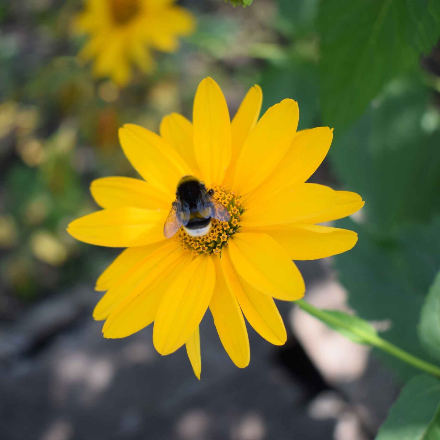 sunflower ox eye