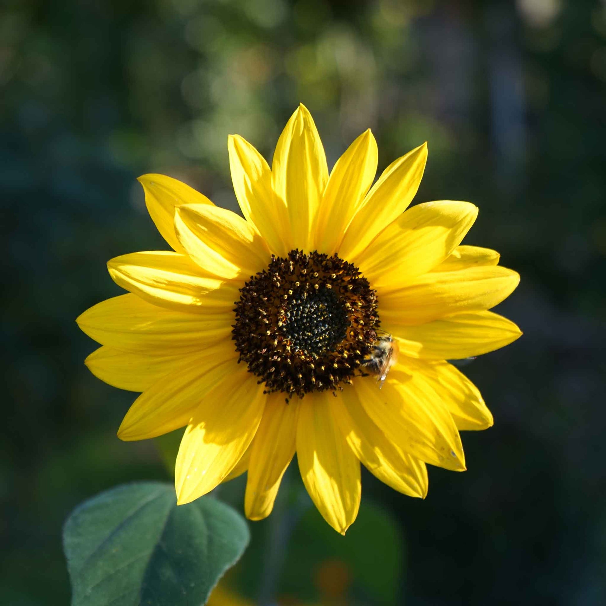 sunflower wild