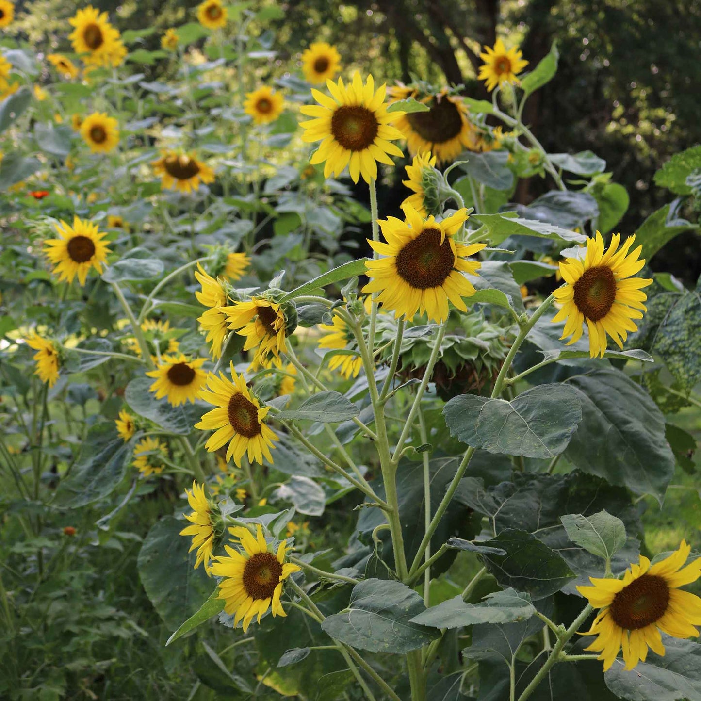 sunflower wild