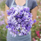 sweet pea blue mix