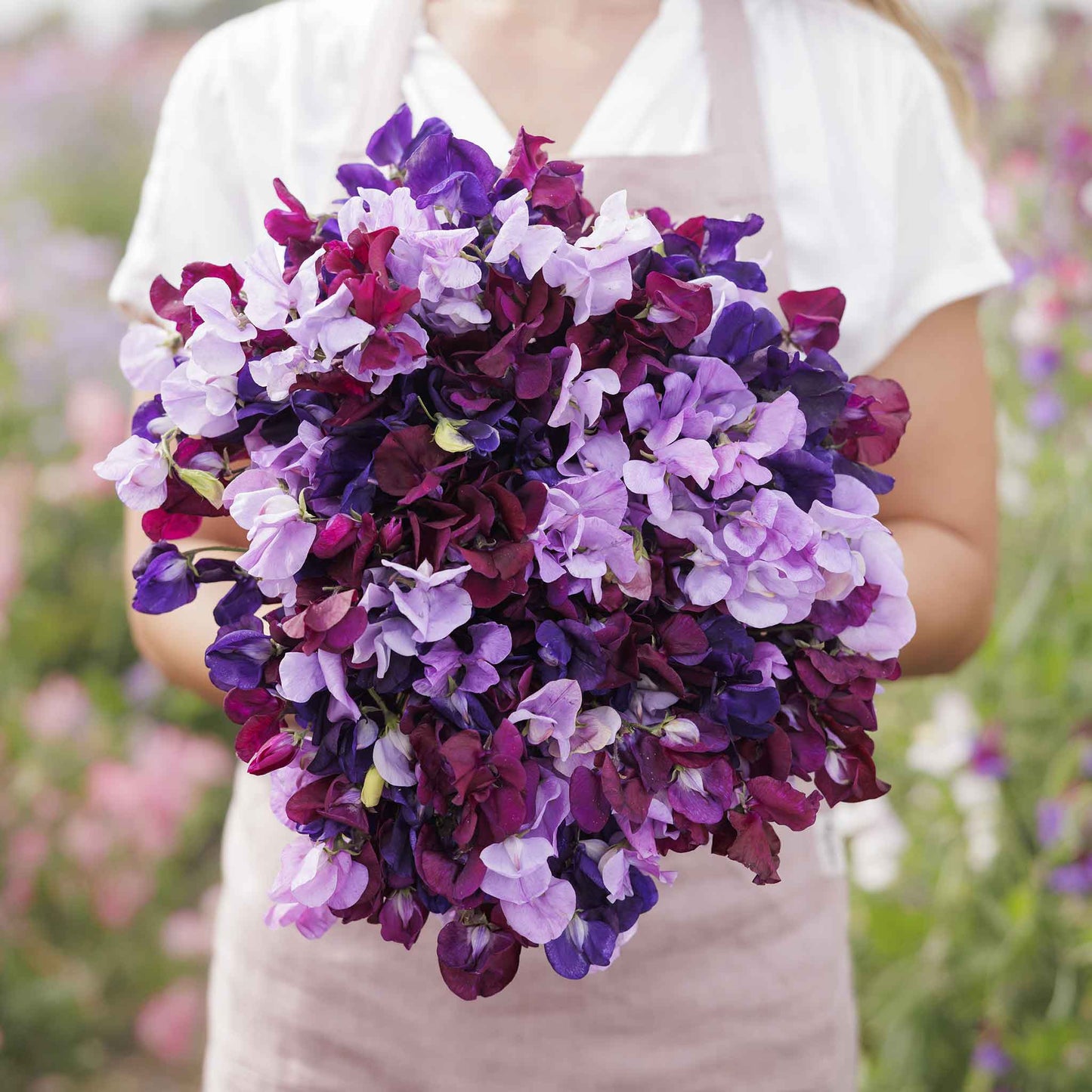 sweet pea burgundy mix