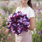 sweet pea burgundy mix