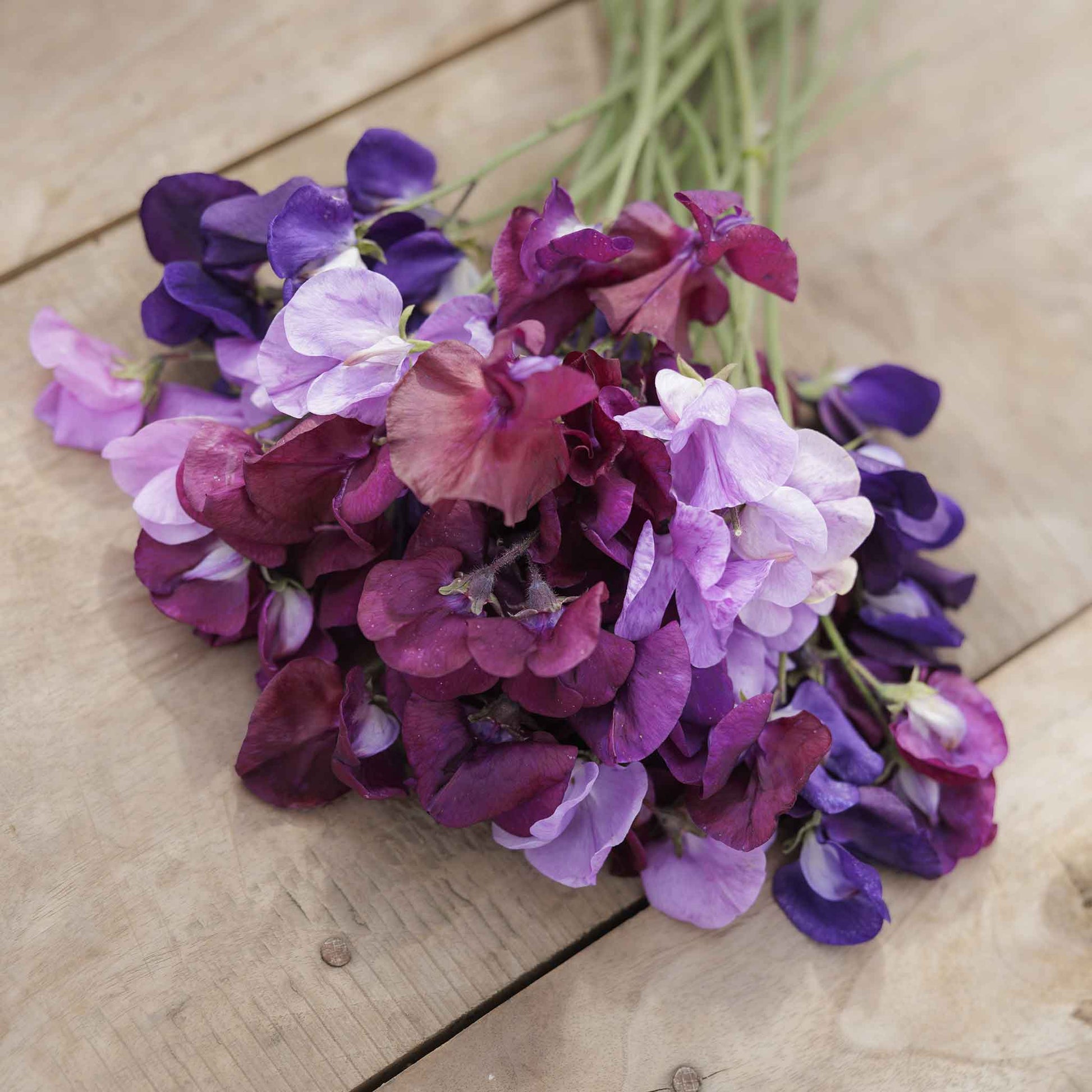 sweet pea burgundy mix