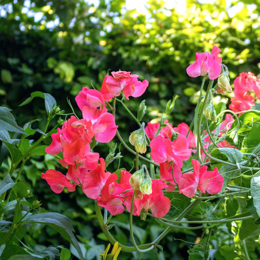 sweet pea edith flanagan