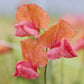 sweet pea prince of orange