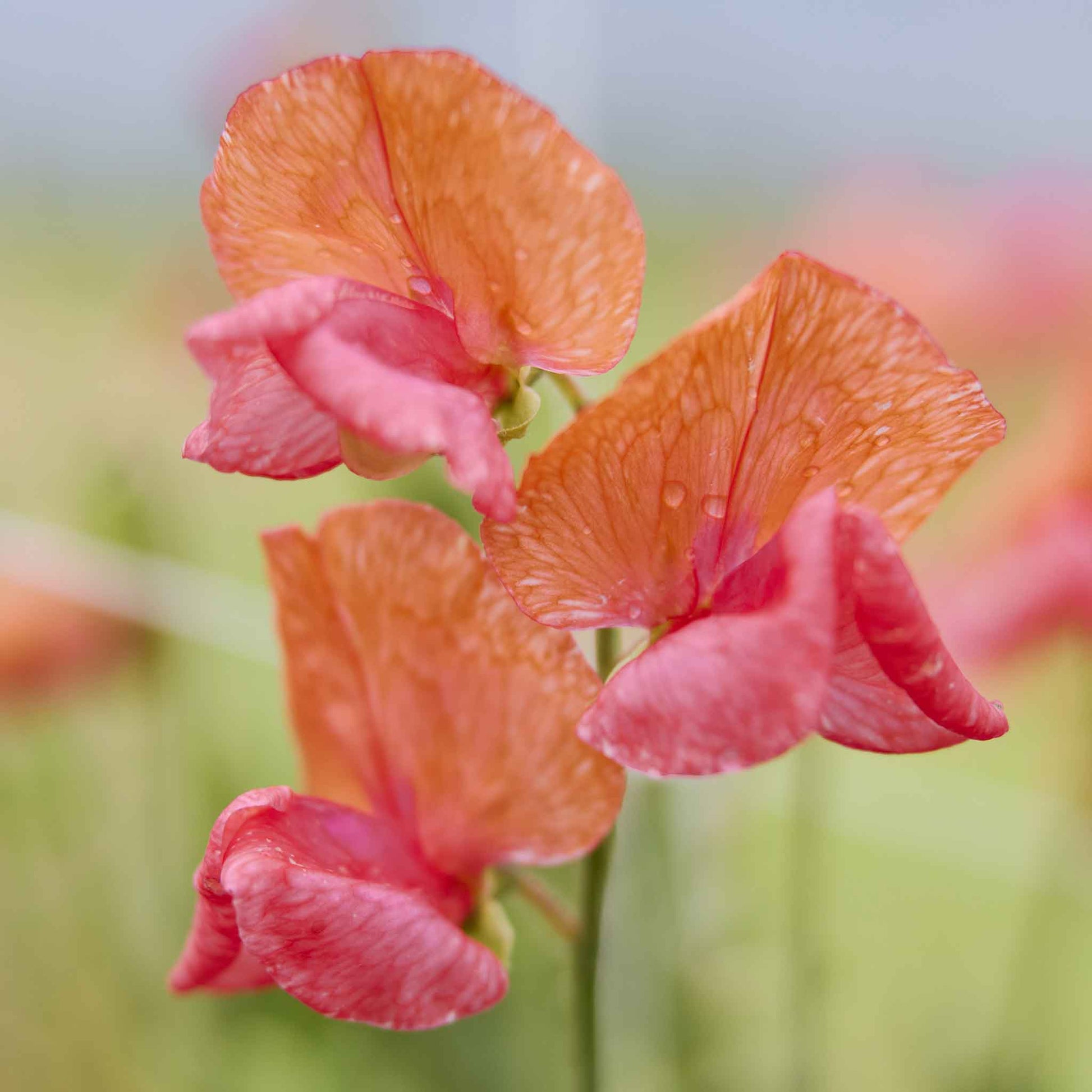 sweet pea prince of orange