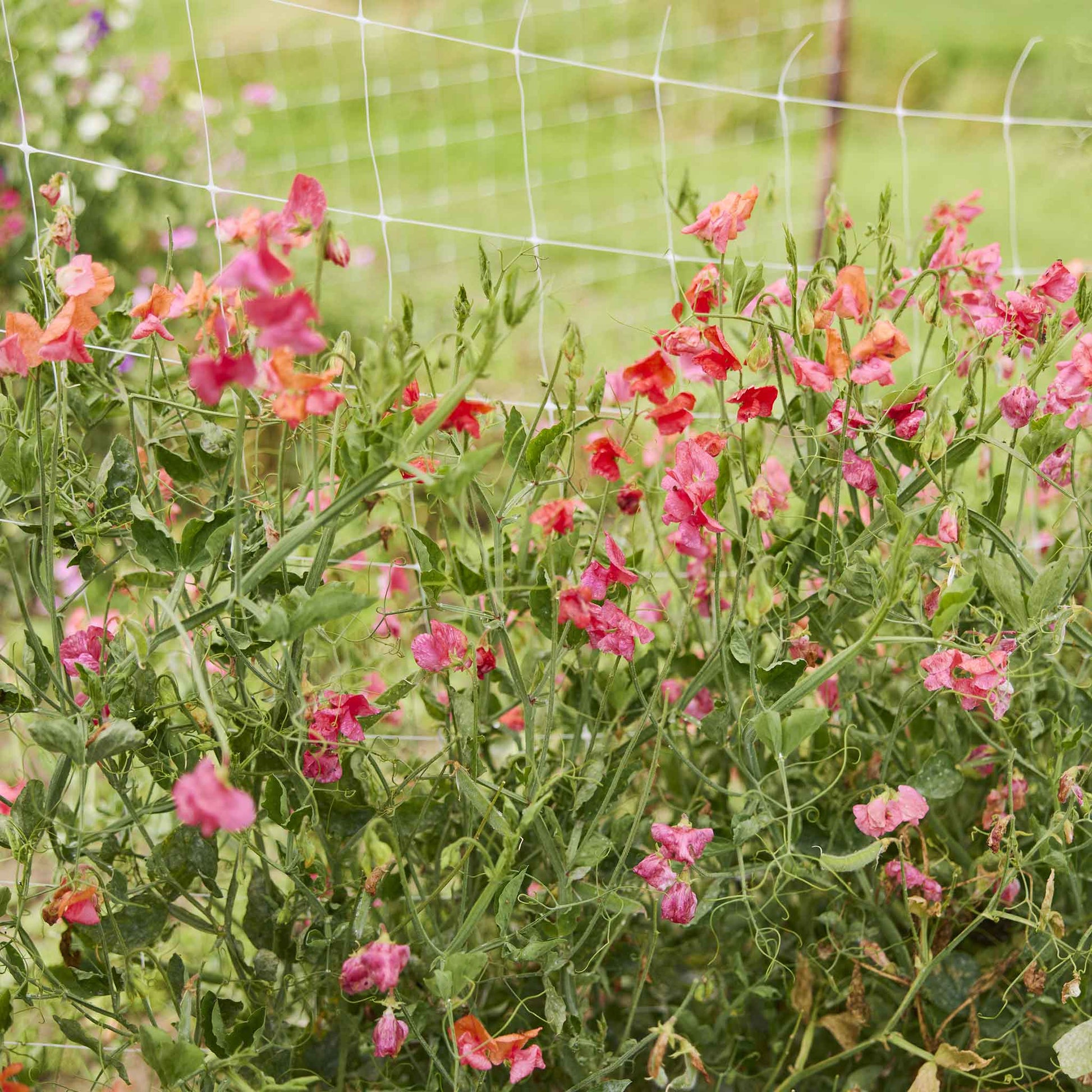 sweet pea prince of orange