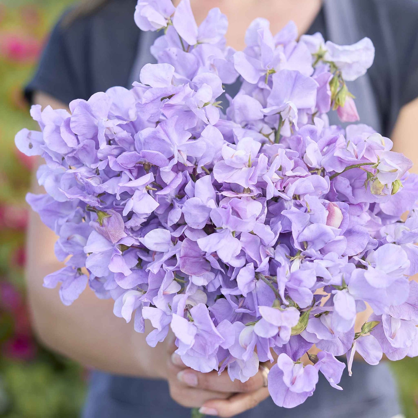 sweet pea royal lavender