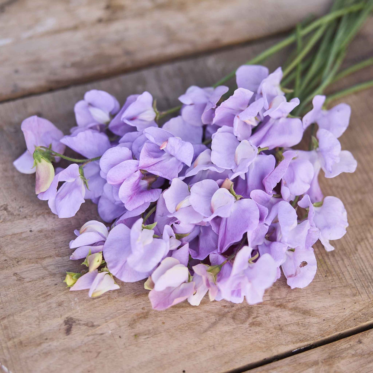 sweet pea royal lavender