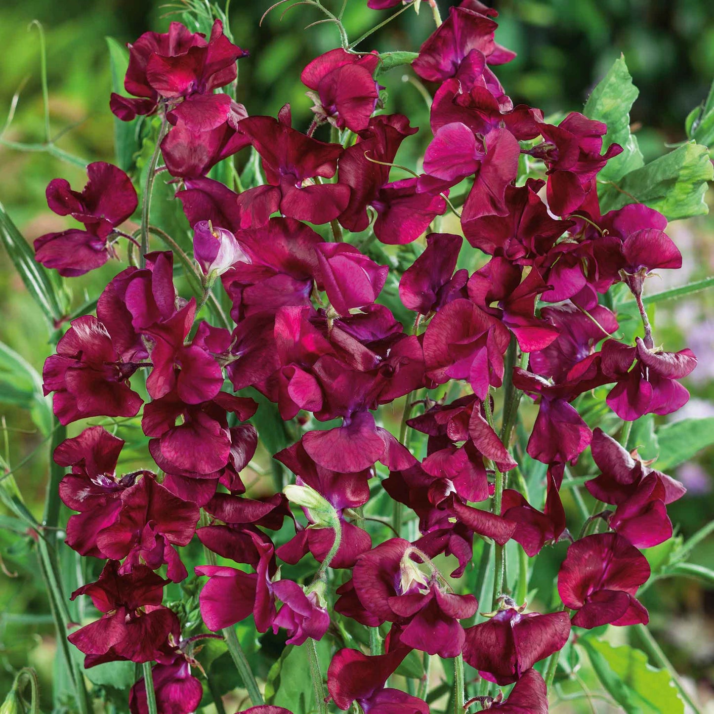 sweet pea royal maroon