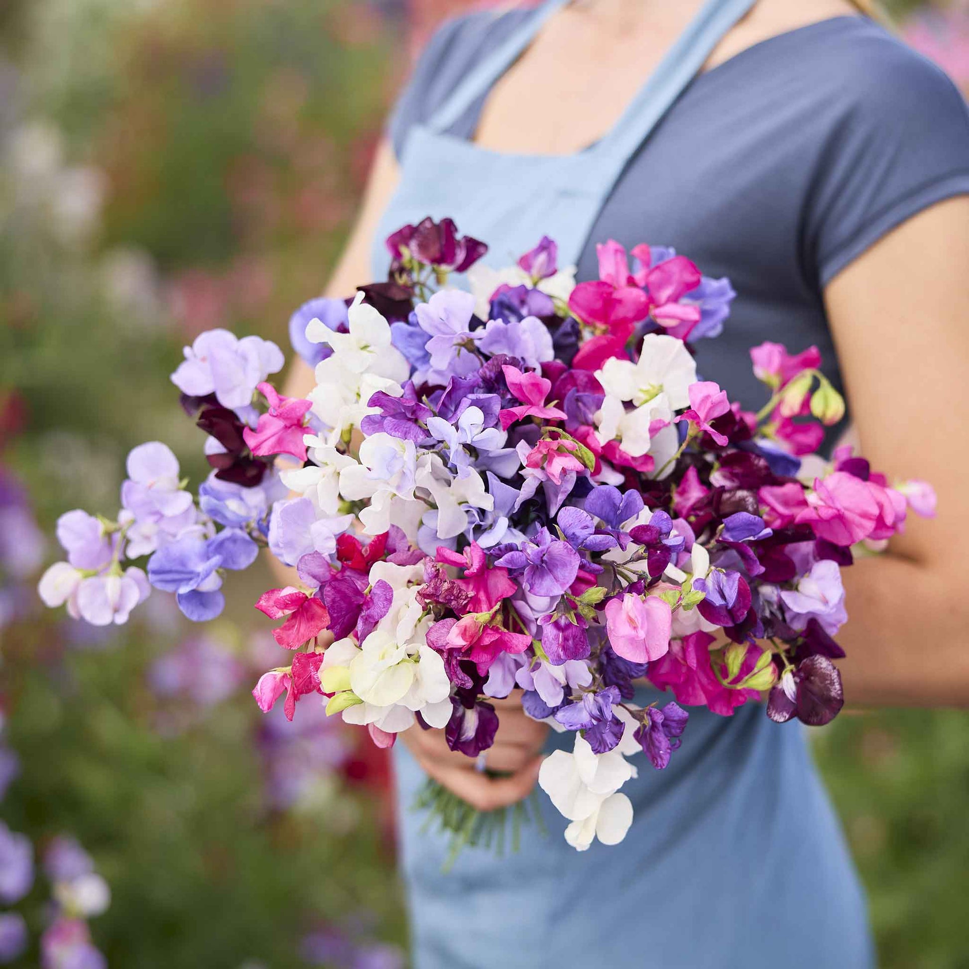 sweet pea royal mix