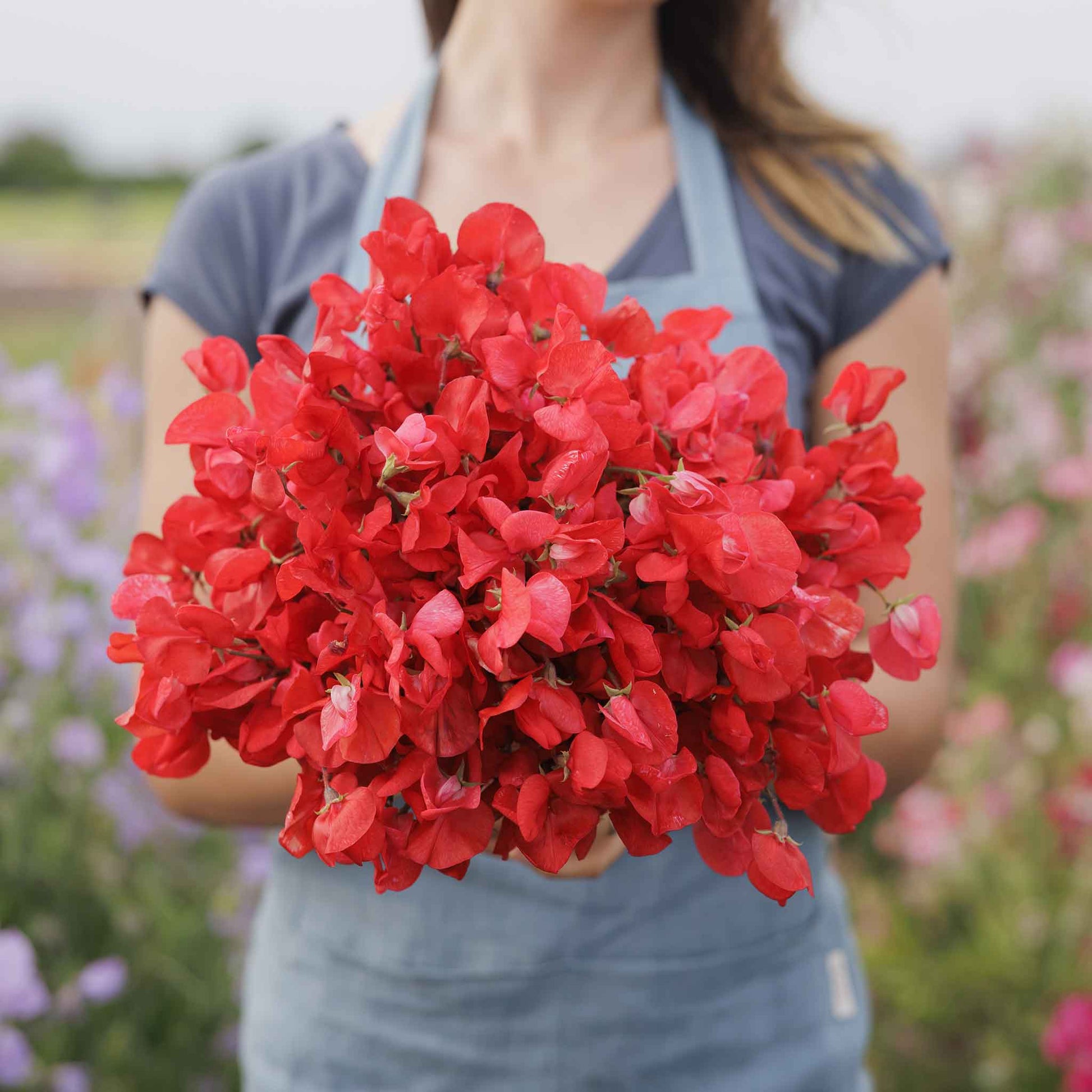 sweet pea royal scarlet