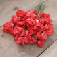 sweet pea royal scarlet