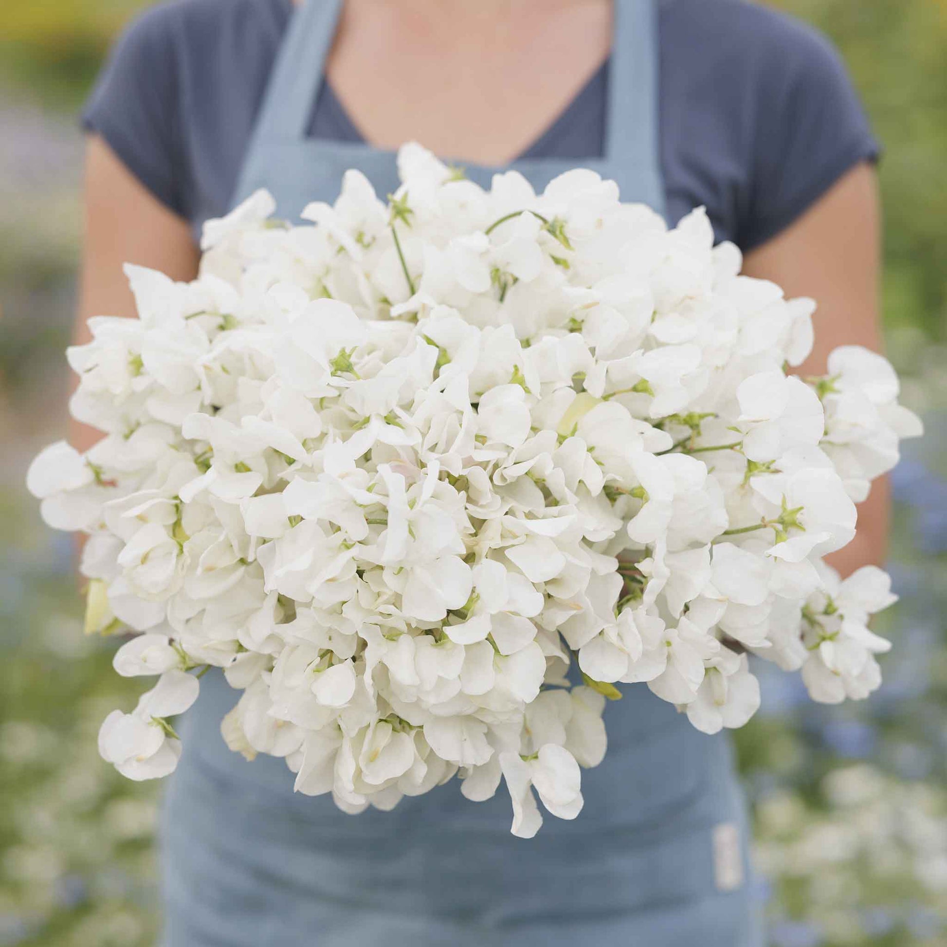 sweet pea royal white