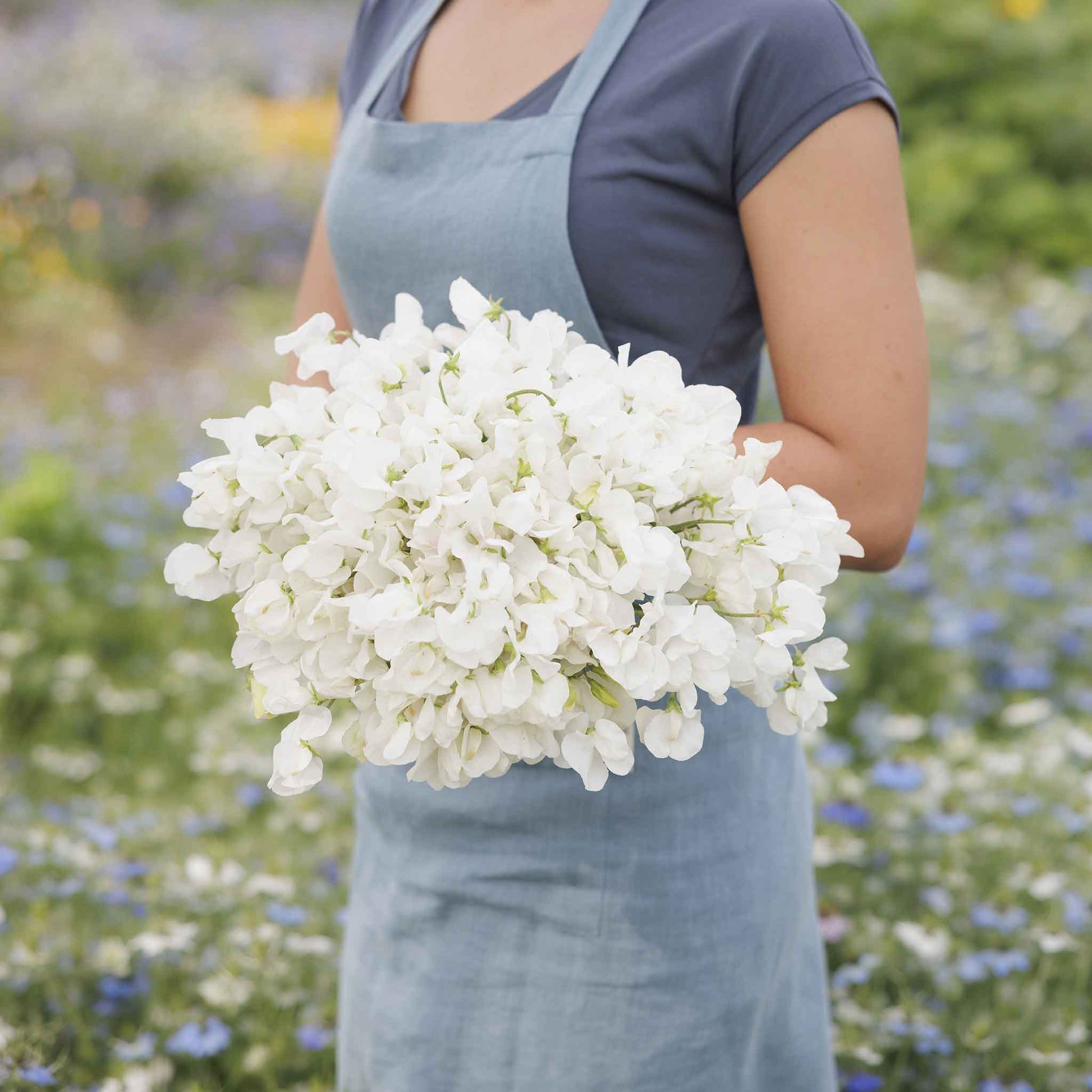 sweet pea royal white